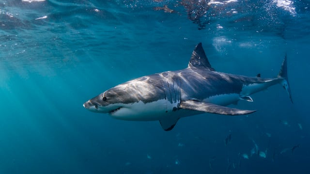 Un requin blanc observé dans les eaux australiennes 