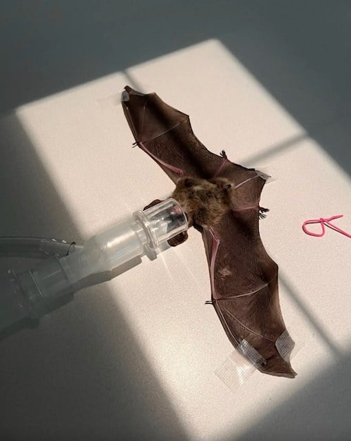 La chauve-souris pendant son intervention 