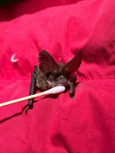 La chauve-souris après son intervention 