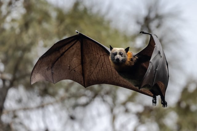 Une chauve-souris en train de voler