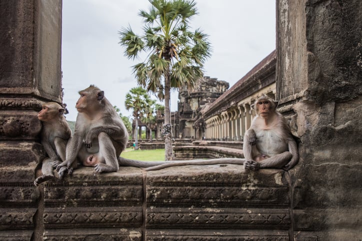 Des macaques au temple Angkor