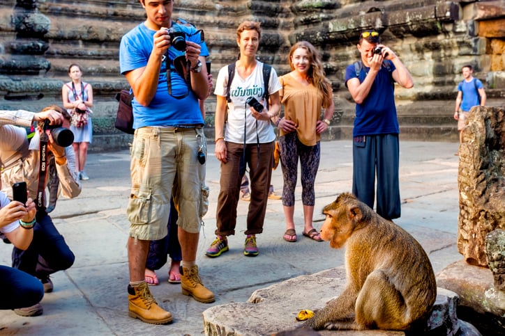 Des macaques au temple Angkor entourés de touristes