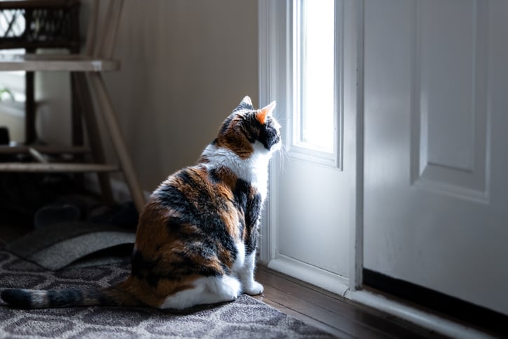 Un chat devant une porte 