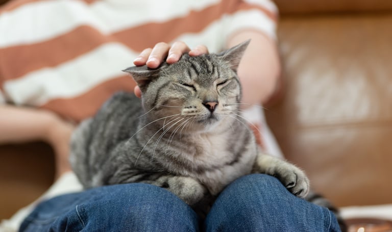 Un chat se fait caresser