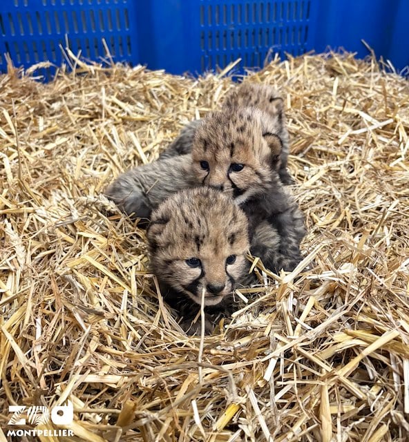 Les trois petits guépards nés au zoo de Montpellier 