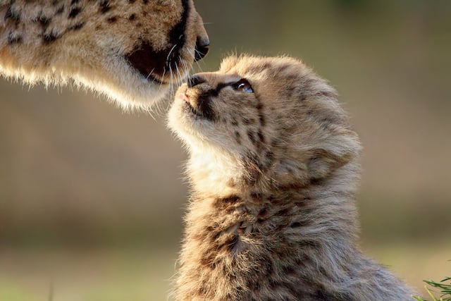 Un bébé guépard et sa maman