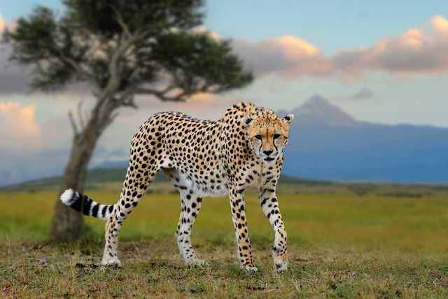 Un guépard photographié dans la savane africaine 