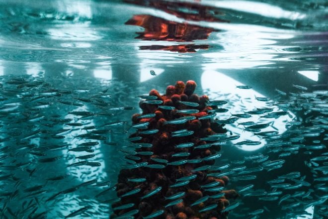 Les poissons sous l'eau du Coralarium