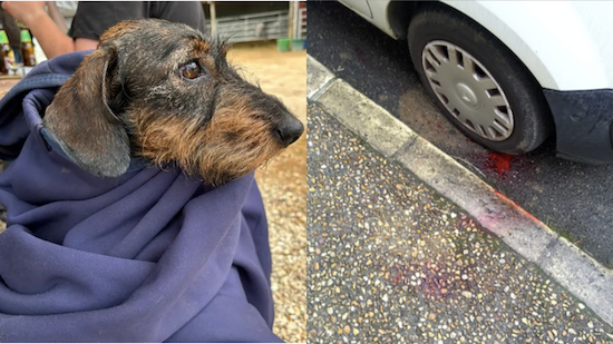 Pibole, chienne écrasée par un chauffard le 8 février dans la Nièvre / Lieu de l'accident