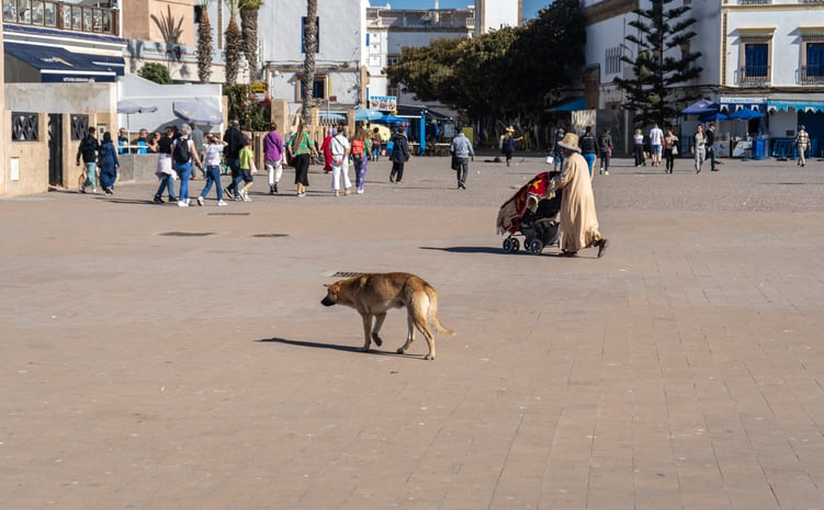 Un chien errant au Maroc