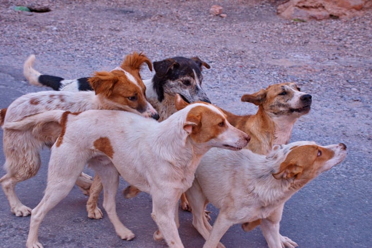 Un groupe de chiens errants