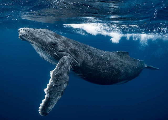 Une baleine à bosse