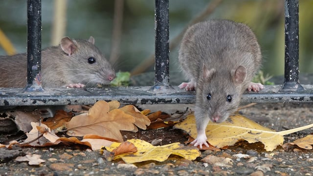 Deux rats dans la nature