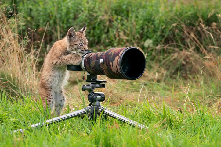 Un lynx avec une caméra