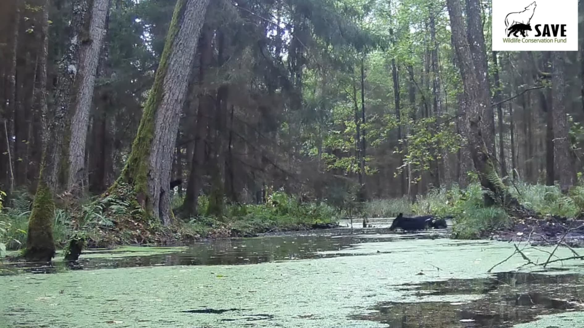 Un loup noir observé en Pologne