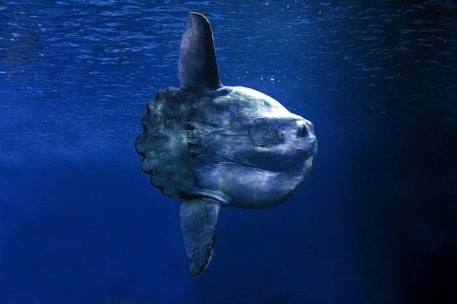 Un poisson-lune en train de nager