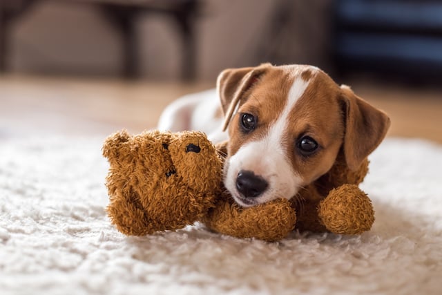 Un chiot avec sa peluche