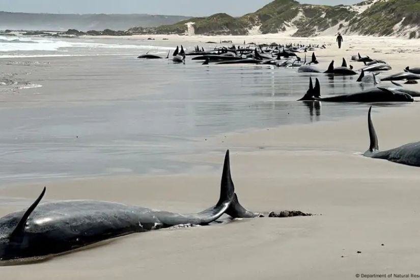 Les 157 dauphins échoués sur la plage de Tasmanie