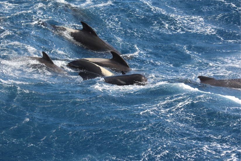 Des faux orques en pleine mer