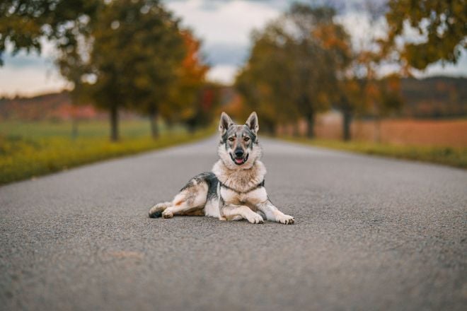 Un chien-loup assis sur la route