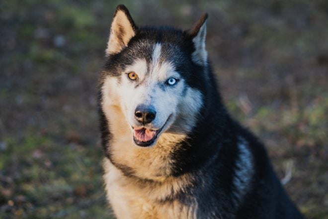 Un adorable chien loup 