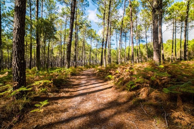 Sentier au Mont Agel 