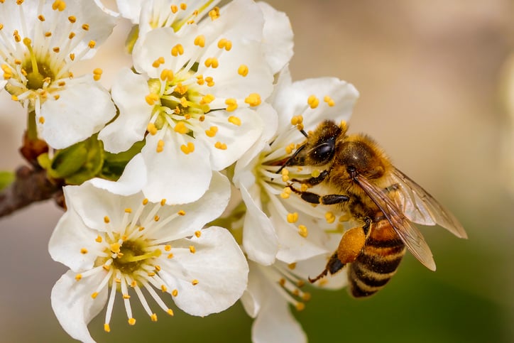 Une abeille butine une fleur