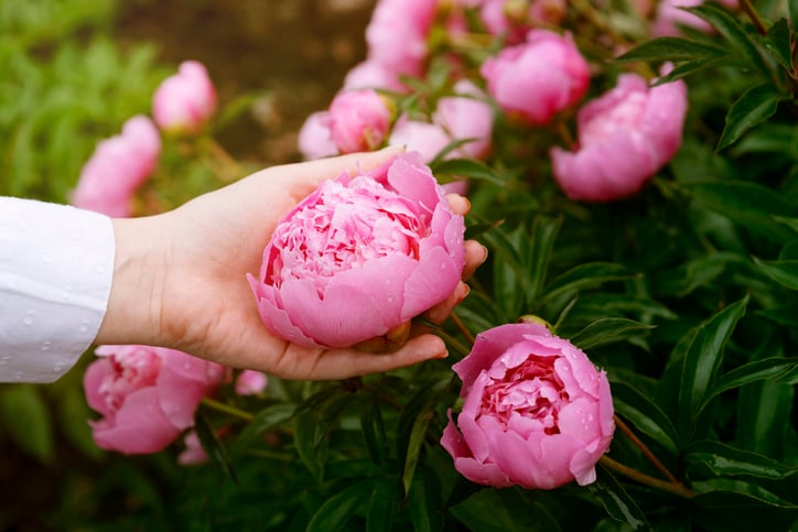 Une fleur de pivoine