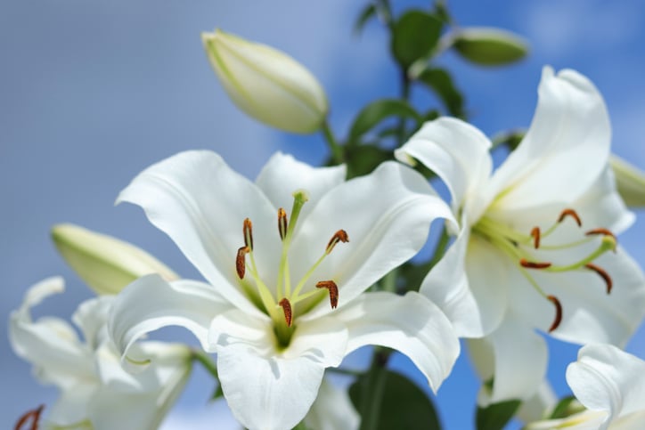 Une fleur de lys