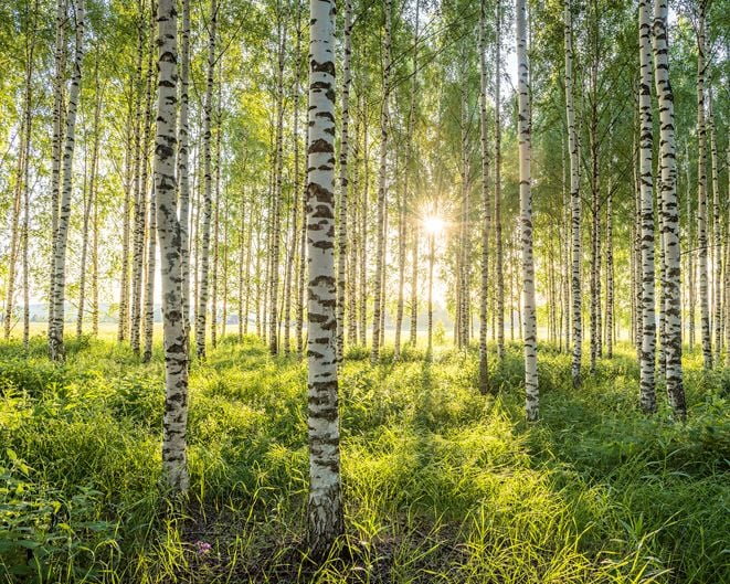 Une forêt de bouleaux 