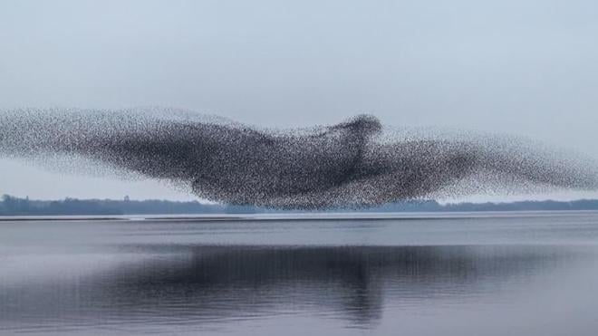 Une murmuration d'étourneaux