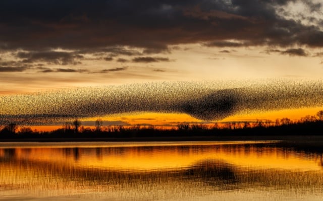 Une murmuration d'étourneaux