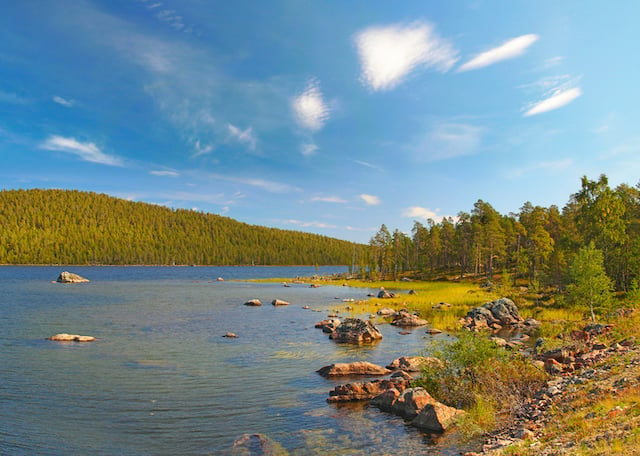 Une forêt en Finlande 