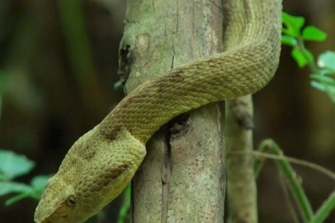 Le serpent lance dorée sur l'île brésilienne