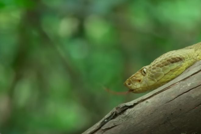 Le serpent lance dorée sur l'île mortelle