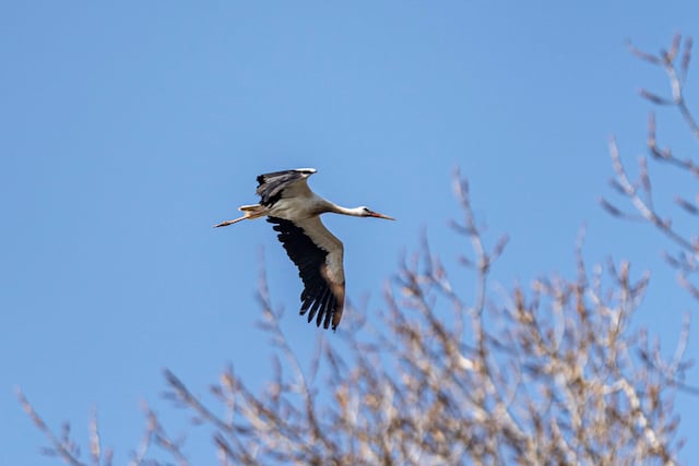 Une cigogne en plein vol