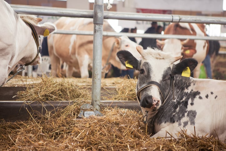 Le Salon de l'Agriculture