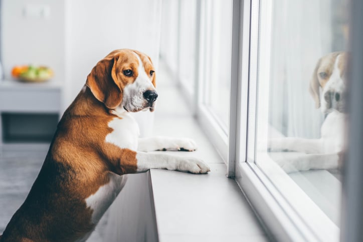 Un chien regarde par la fenêtre