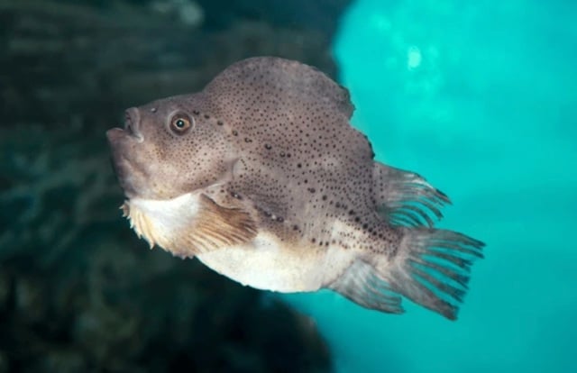 Un poisson appartenant à la famille des Cyclopteridae.