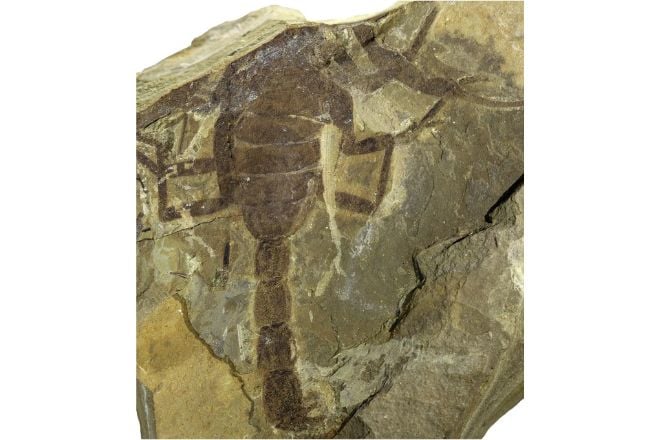 Fossile de scorpion