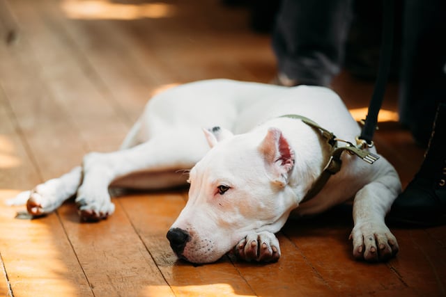 Un chien de race dogue argentin allongé sur un parquet en bois