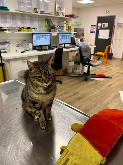 Le chat Câlin retrouvé avec une flèche dans le cou