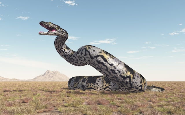 Reconstitution de Titanoboa