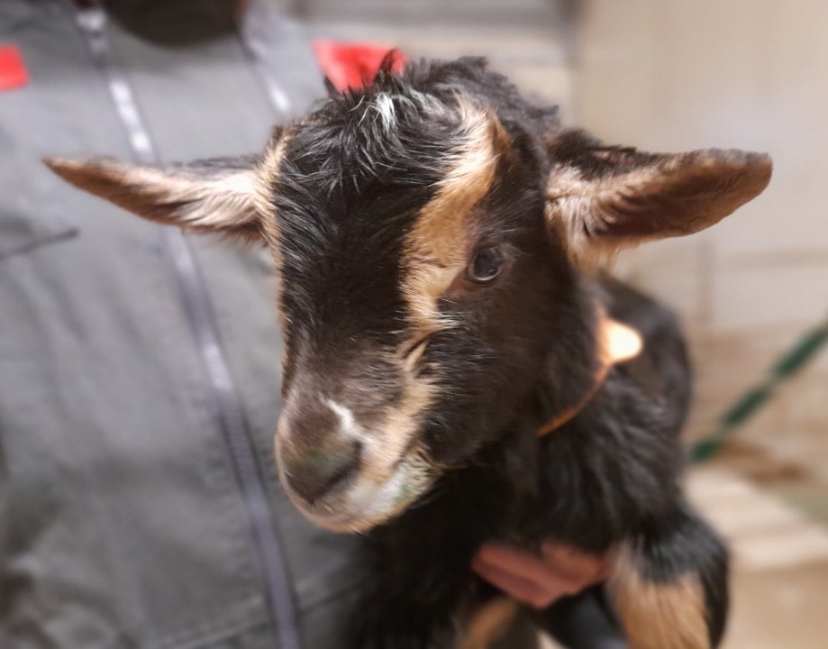 Un chevreau dans les bras d'un agriculteur