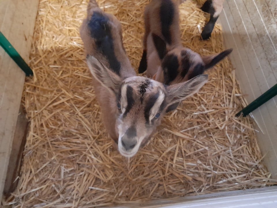 Des chevreaux dans un enclos