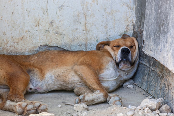 Un chien en souffrance