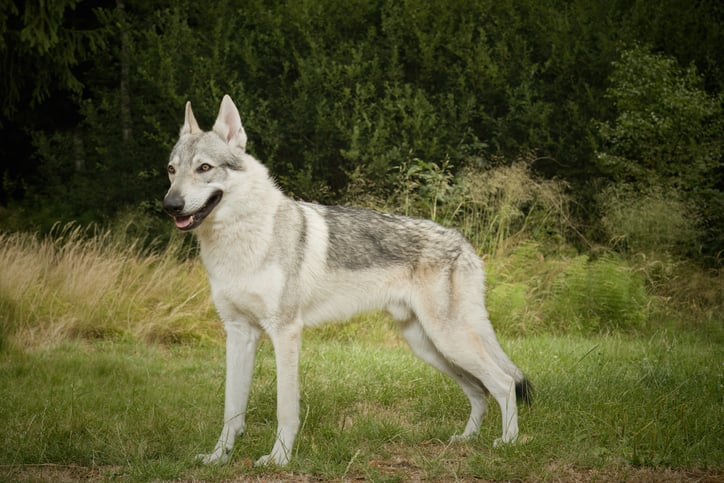 Un chien-loup tchécoslovaque