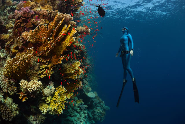 Un plongeur en train d'observer la faune marine