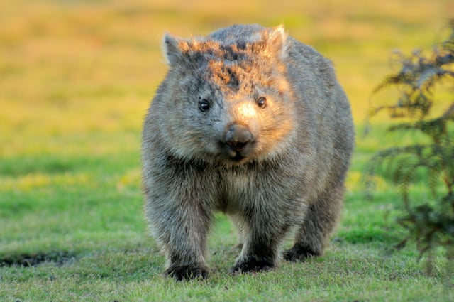 Un wombat en pleine nature