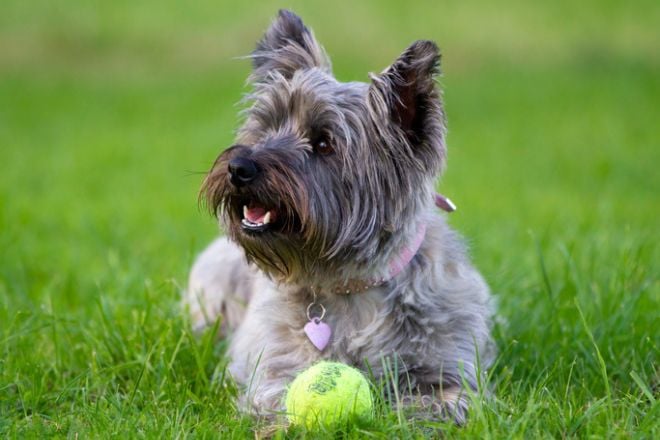 La photo d'un Cairn Terrier